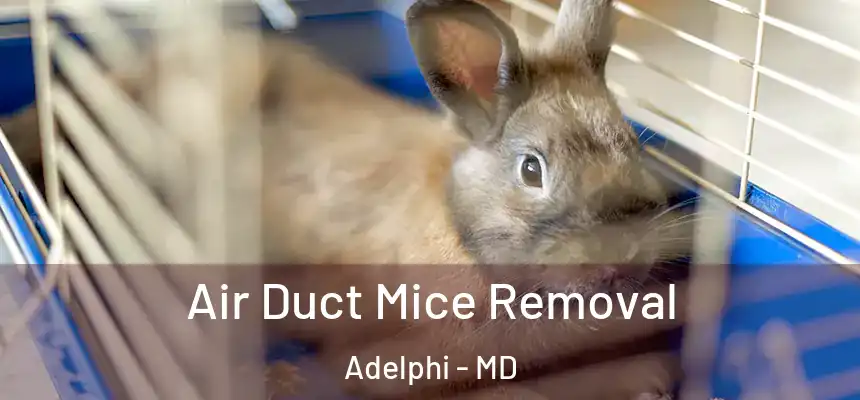  Air Duct Mice Removal Adelphi - MD